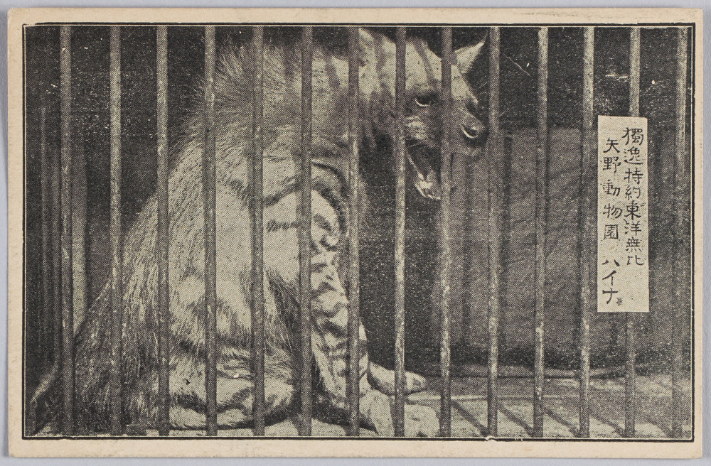 作品画像:独逸特約 東洋無比 矢野動物園 ハイナ