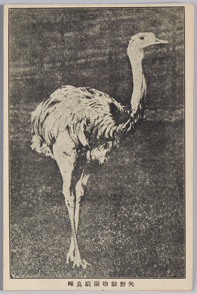 作品画像:矢野動物園 駝鳥雌