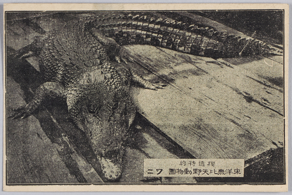 作品画像:独逸特約 東洋無比 矢野動物園 ワニ