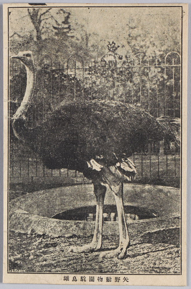 作品画像:矢野動物園 駝鳥雄