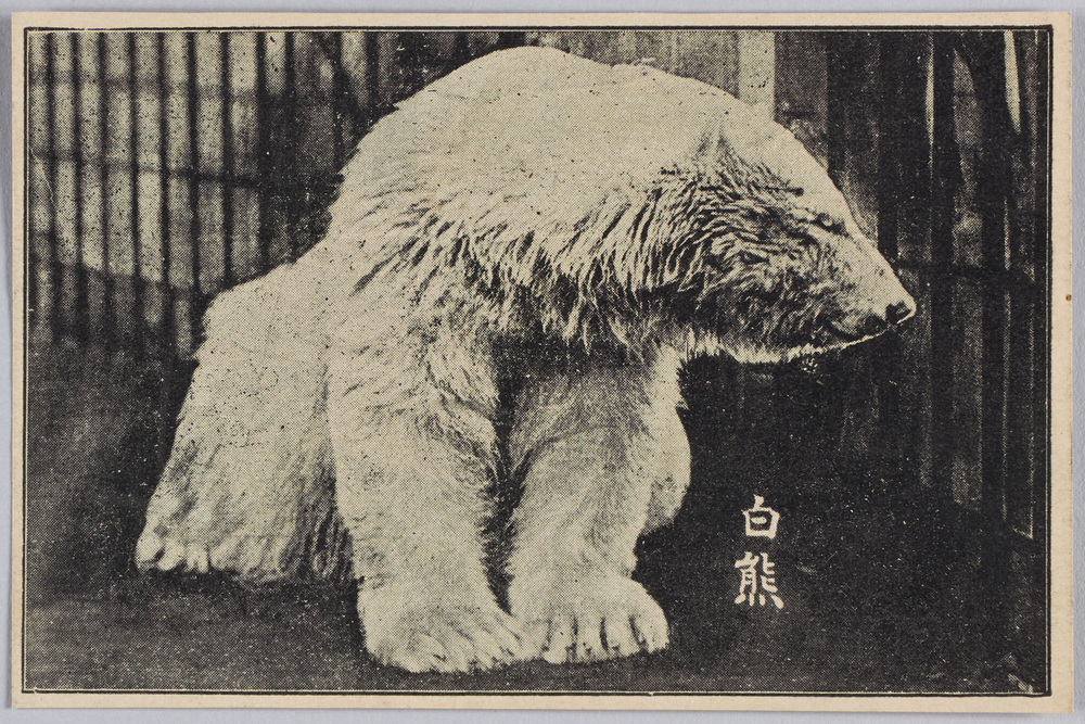 作品画像:白熊