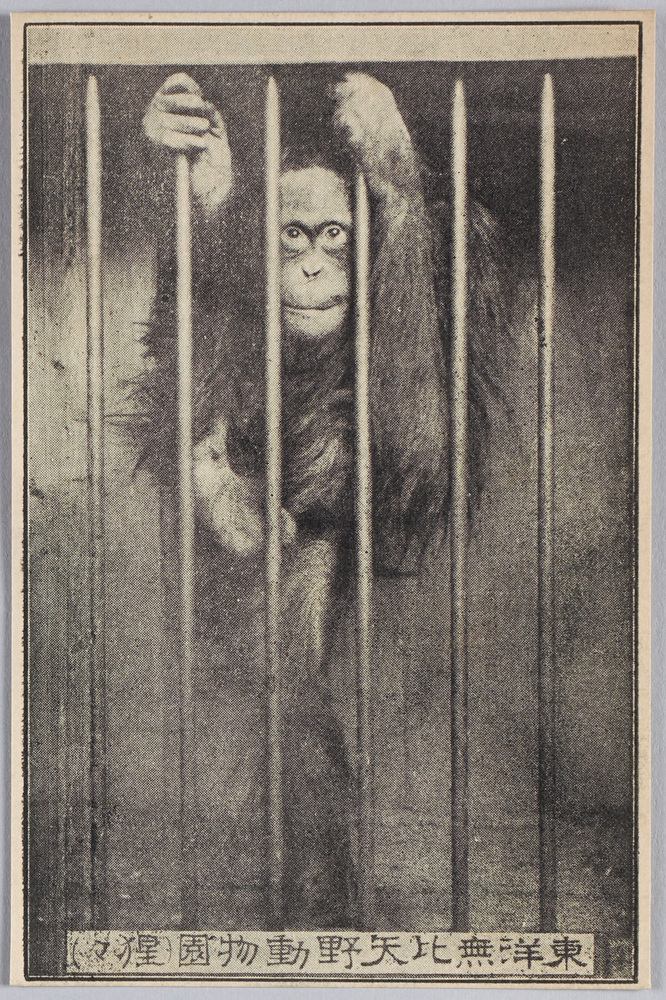 作品画像:東洋無比 矢野動物園 (猩々)