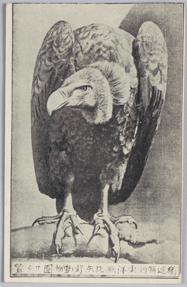 作品画像:独逸特約 東洋無比 矢野動物園 鷲