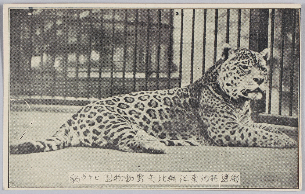 作品画像:独逸特約 東洋無比 矢野動物園 豹