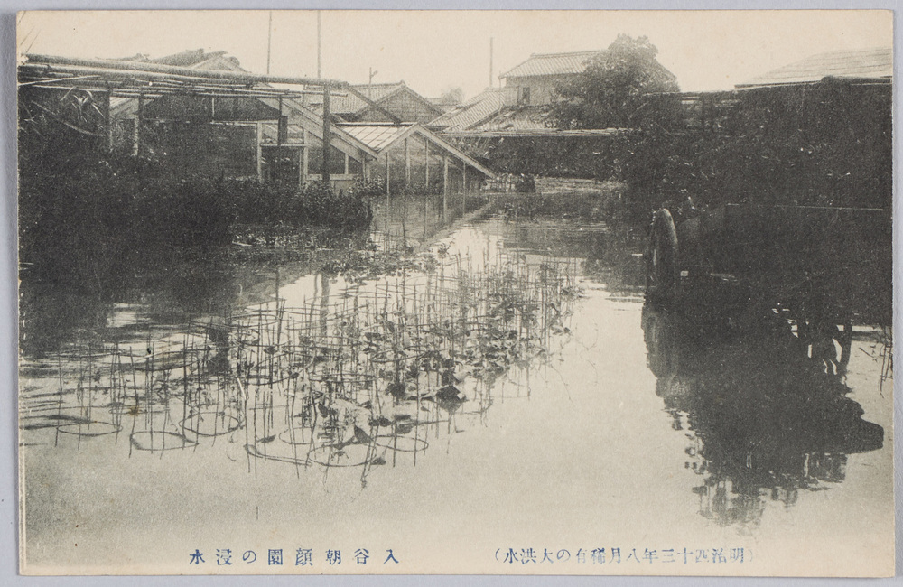 作品画像:(明治四十三年八月稀有の大洪水)入谷朝顔園の浸水