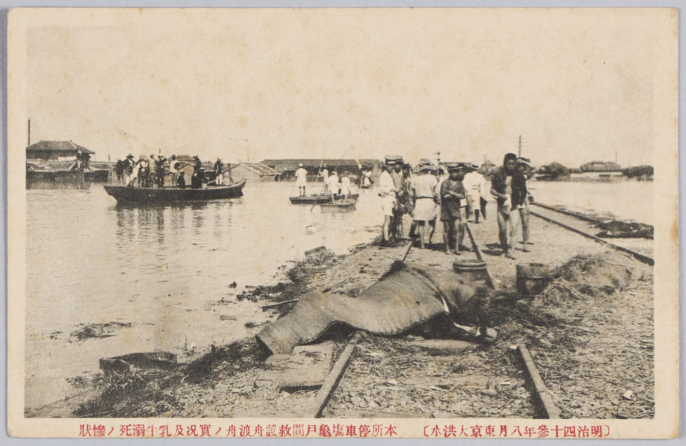 作品画像:〔明治四十参年八月東京大洪水〕本所停車場亀戸間救護舟渡舟ノ実況及乳牛溺死ノ惨状