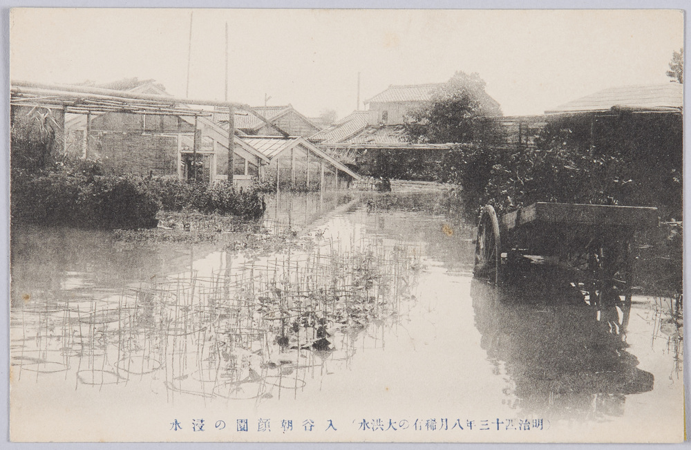 作品画像:(明治四十三年八月稀有の大洪水)入谷朝顔園の浸水