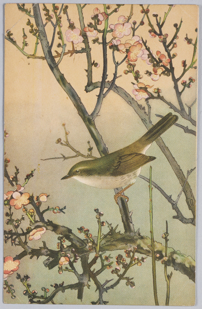 作品画像:鴬 小泉勝爾・土岡泉共著『鳥類写生図譜』より