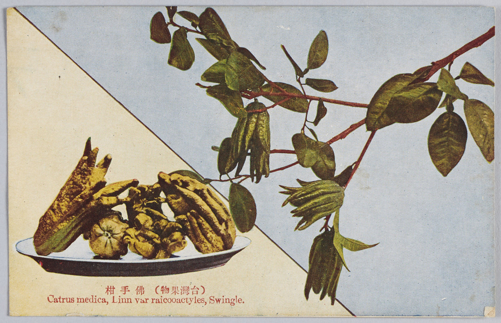 作品画像:(台湾果物)仏手柑