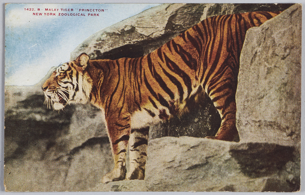 作品画像:1422, B-MALAY TIGER “PRINCETON” NEW YORK ZOOLOGICAL PARK