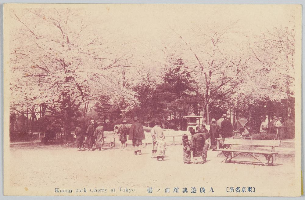 作品画像:(東京名所)九段遊就館前ノ桜
