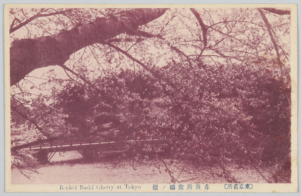 作品画像:(東京名所)赤坂弁慶橋ノ桜