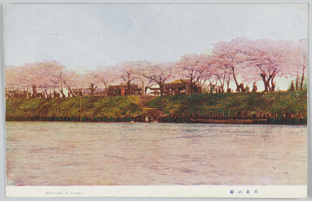 作品画像:向島の桜