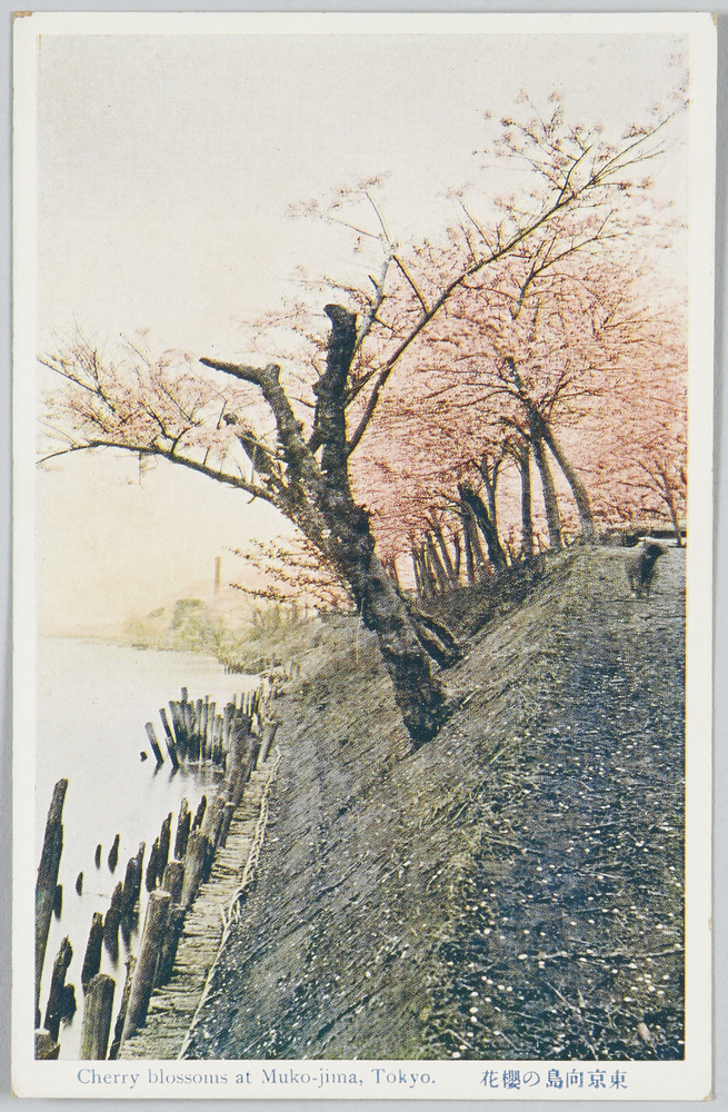 作品画像:東京向島の桜花