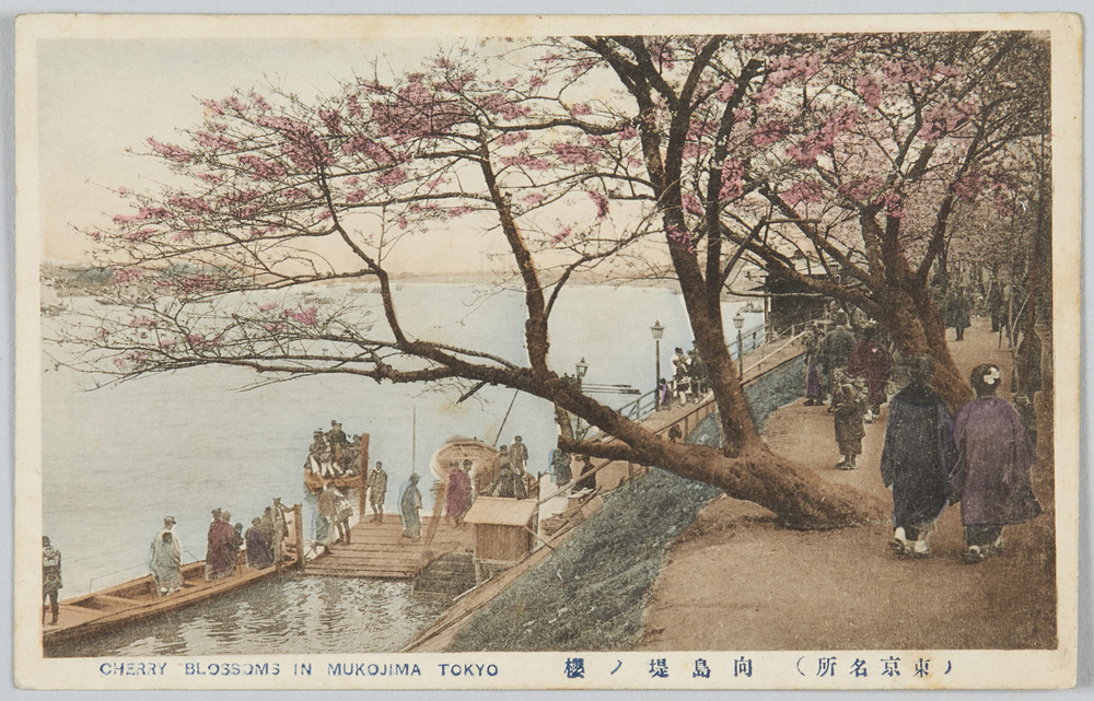 作品画像:(東京名所)向島堤ノ桜