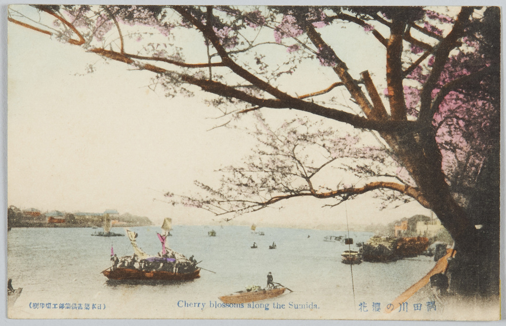 作品画像:隅田川の桜花