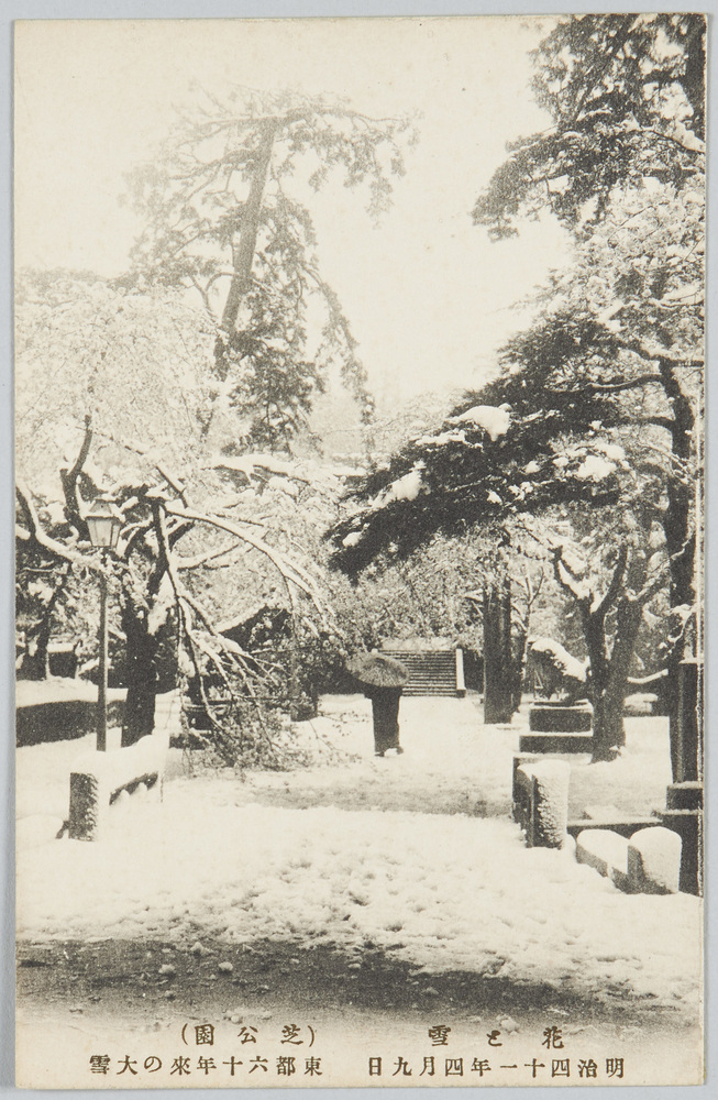 作品画像:花と雪(芝公園)明治四十一年四月九日東都六十年来の大雪
