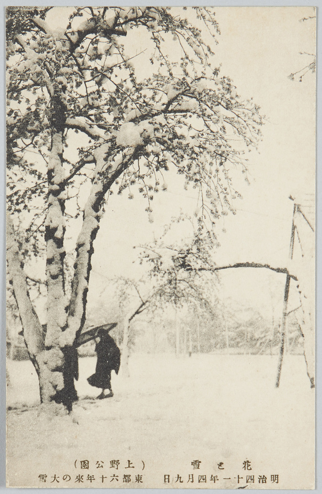 作品画像:花と雪(上野公園)明治四十一年四月九日東都六十年来の大雪