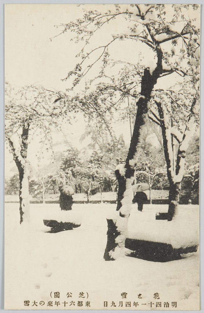 作品画像:花と雪(芝公園)明治四十一年四月九日東都六十年来の大雪