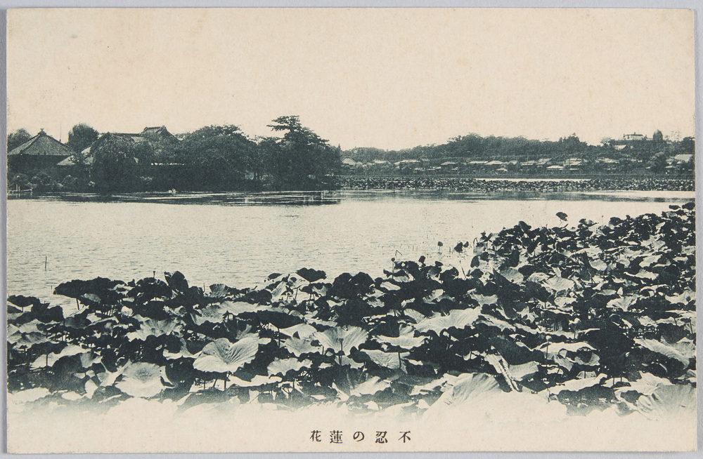 作品画像:不忍の蓮花