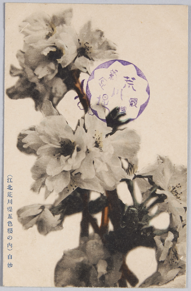 作品画像:江北荒川堤五色の桜絵葉書