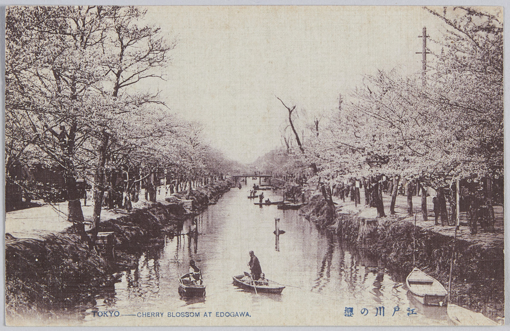 作品画像:江戸川の桜