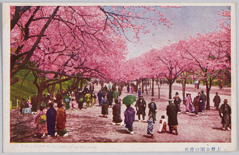 作品画像:上野公園の桜花