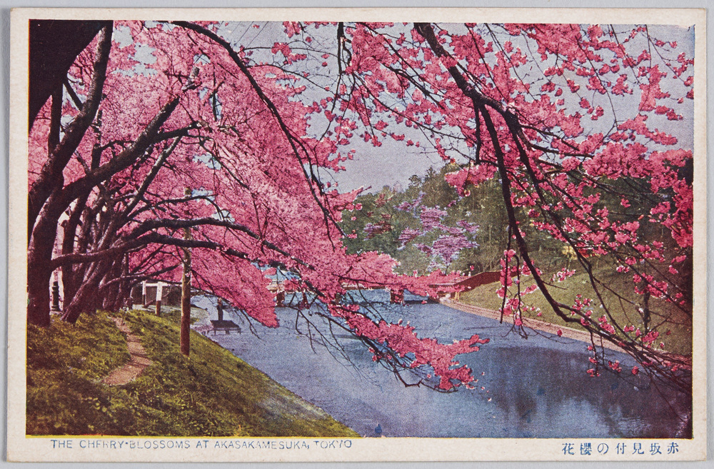 作品画像:赤坂見付の桜花
