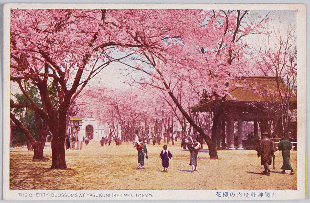 作品画像:靖国神社境内の桜花