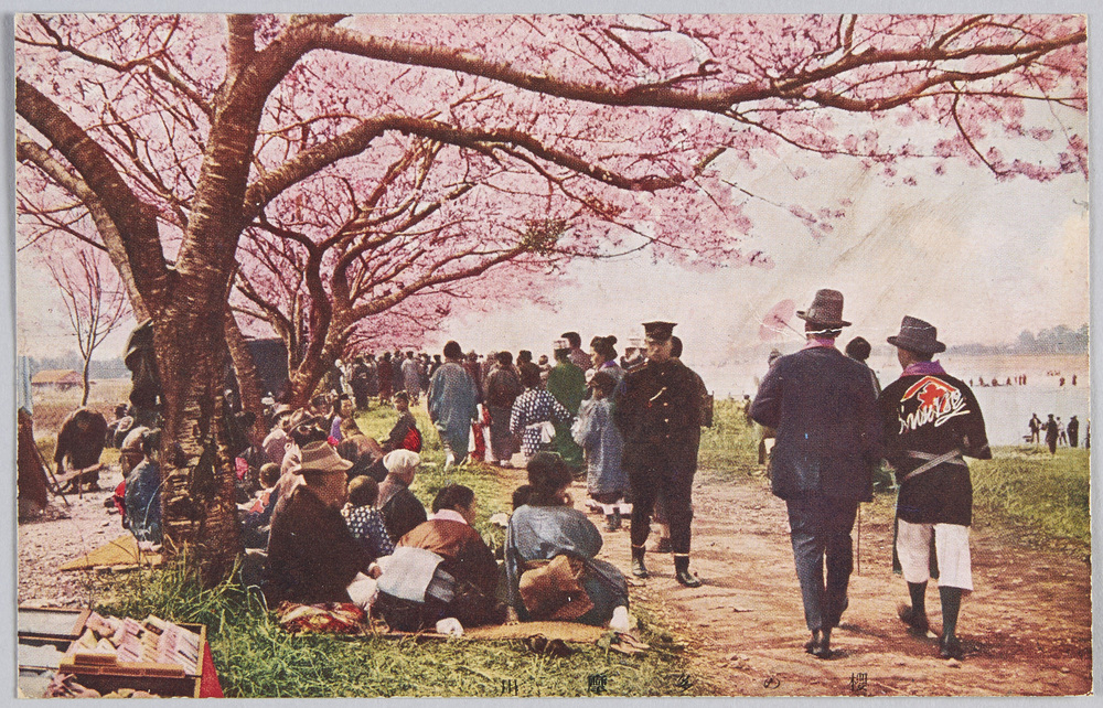 作品画像:桜の多摩川