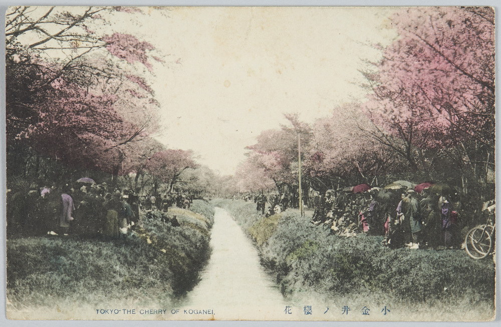 作品画像:小金井ノ桜花