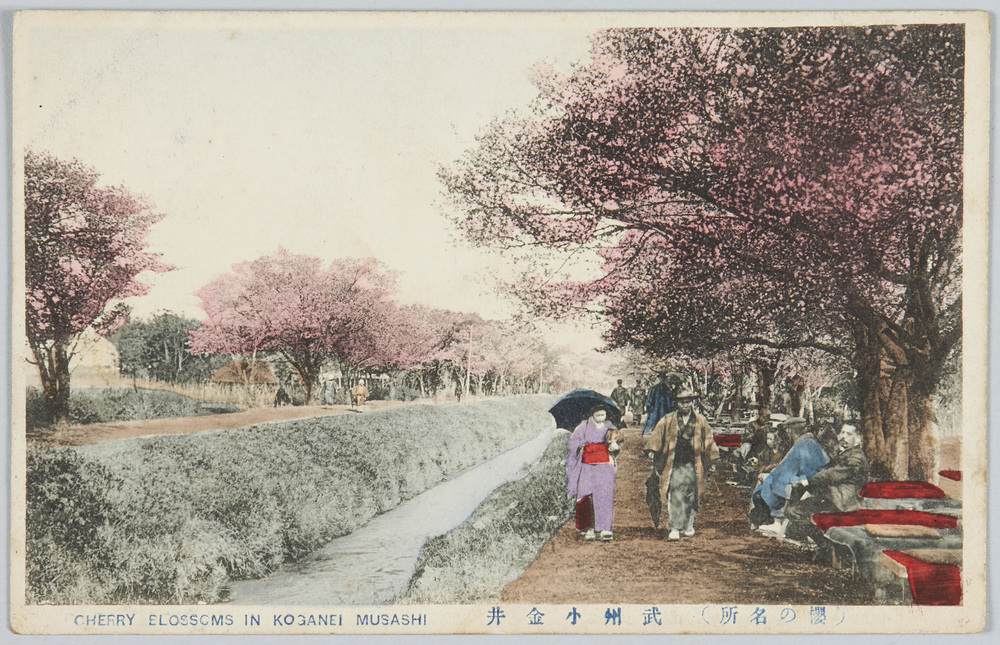 作品画像:(桜の名所)武州小金井