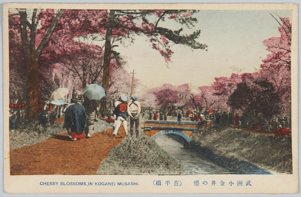 作品画像:武州小金井の桜(喜平橋)
