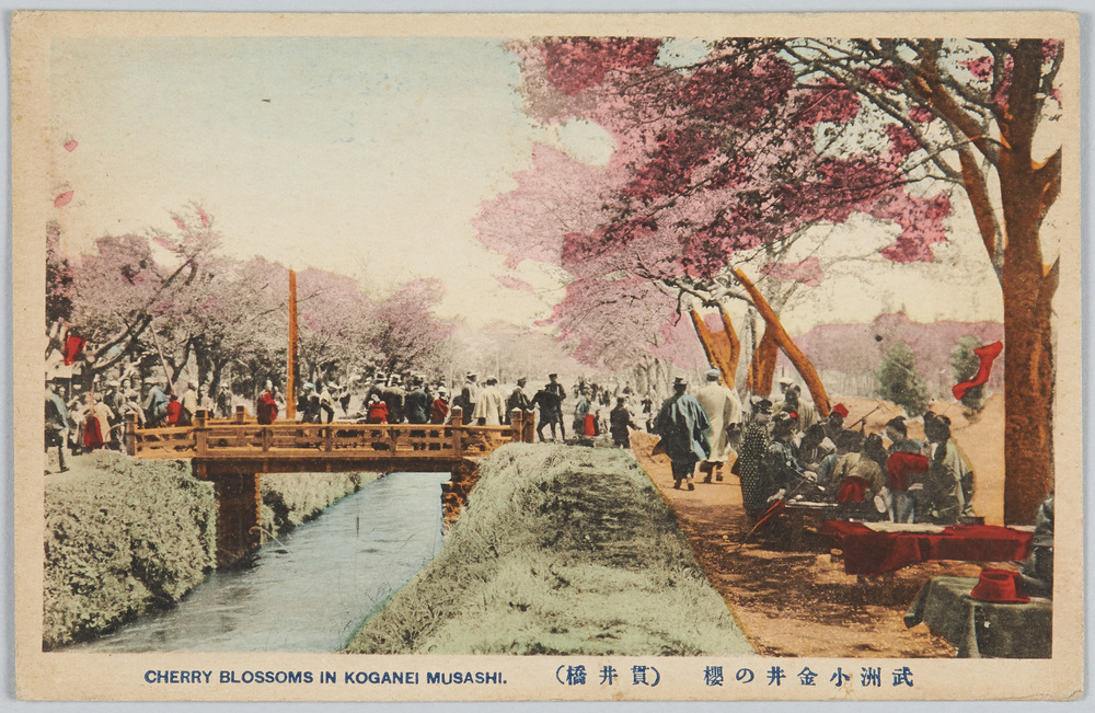 作品画像:武州小金井の桜(貫井橋)