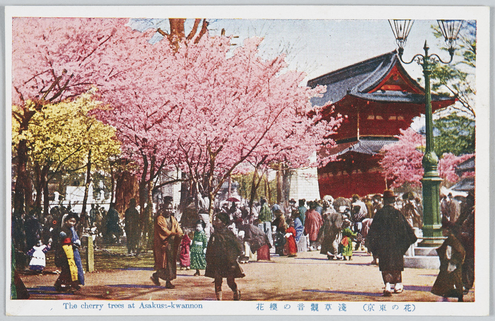 作品画像:(花の東京)浅草観音の桜花
