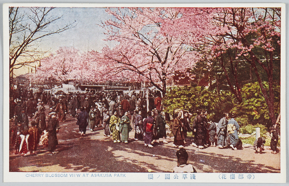 作品画像:(帝都桜花)浅草公園ノ桜