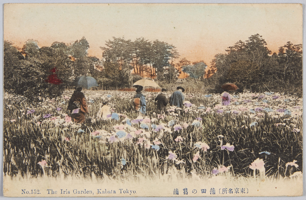 作品画像:(東京名所)蒲田の菖蒲