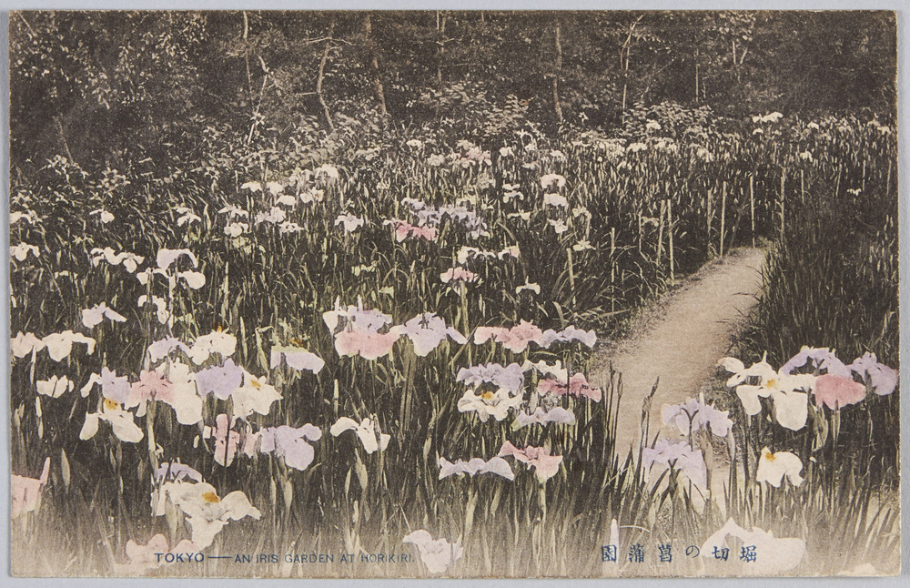 作品画像:堀切の菖蒲園