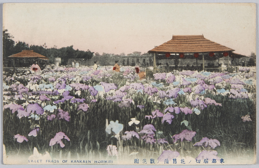 作品画像:東都堀切ノ花菖蒲の観花園