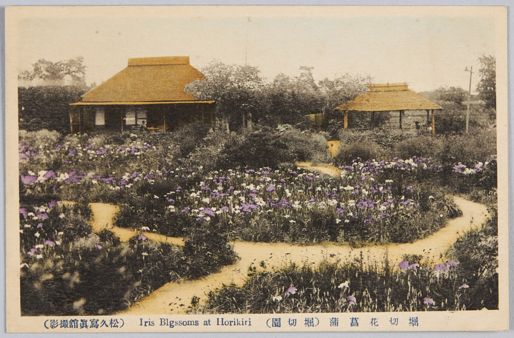 作品画像:堀切花菖蒲 (堀切園)