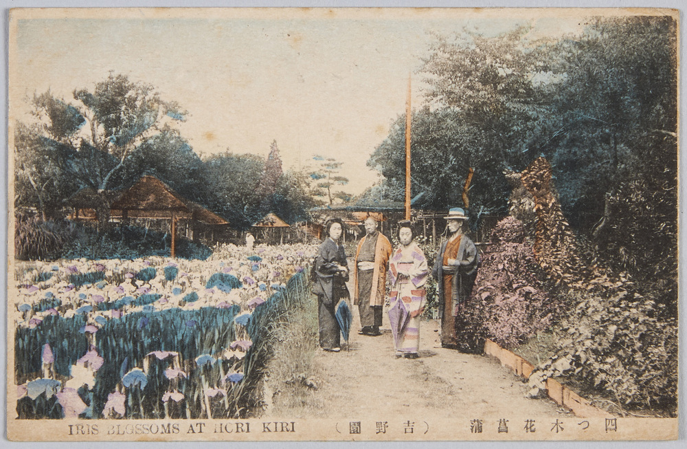 作品画像:四つ木花菖蒲 (吉野園)