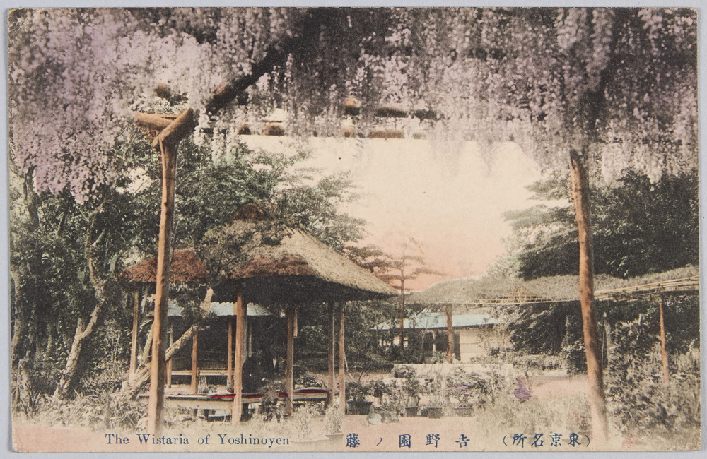 作品画像:(東京名所)吉野園ノ藤
