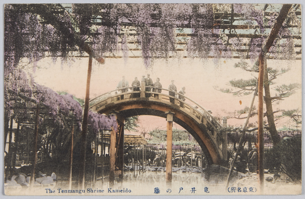 作品画像:(東京名所)亀井戸の藤