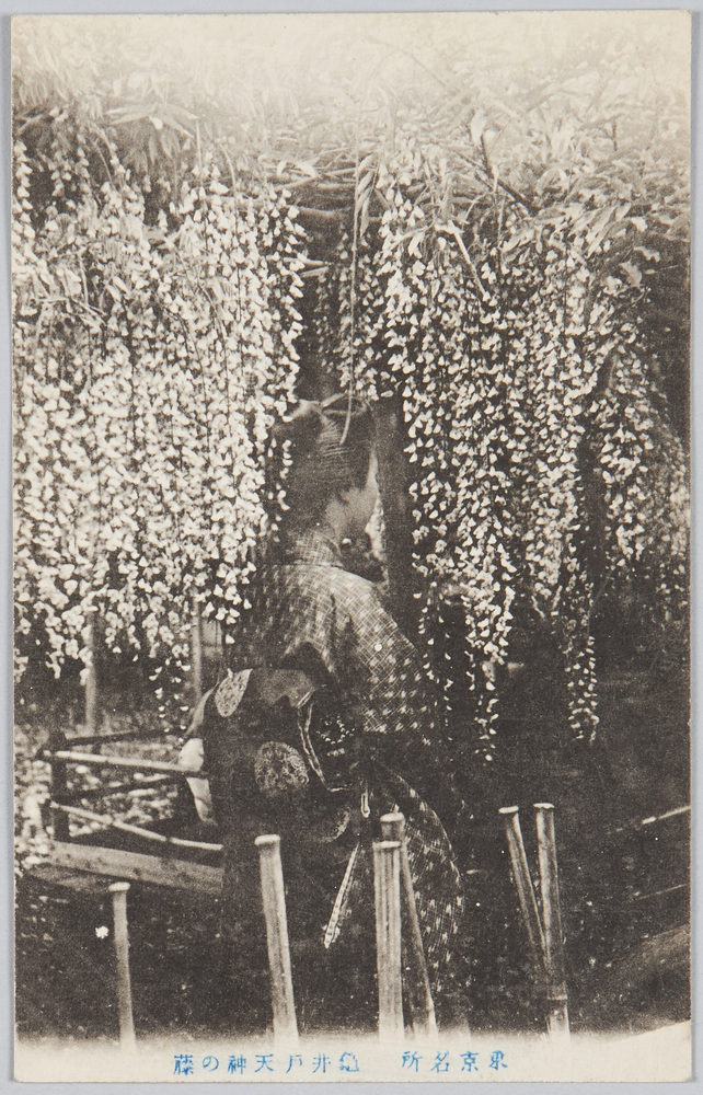 作品画像:東京名所 亀井戸天神の藤