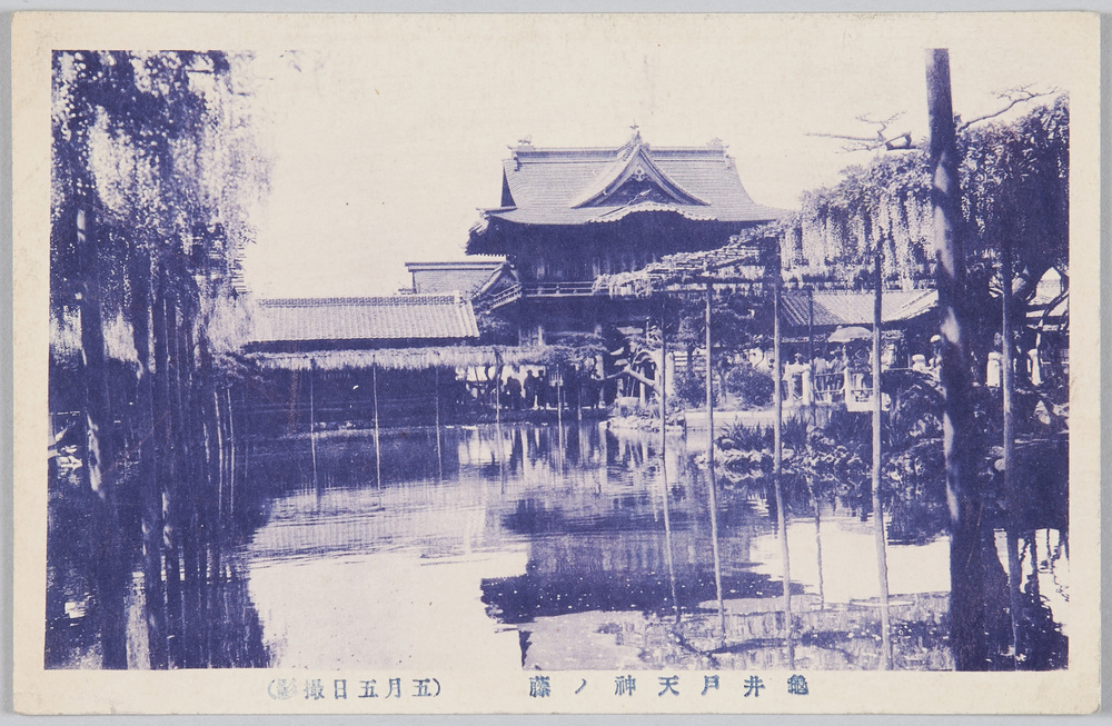 作品画像:亀井戸天神ノ藤 (五月五日撮影)