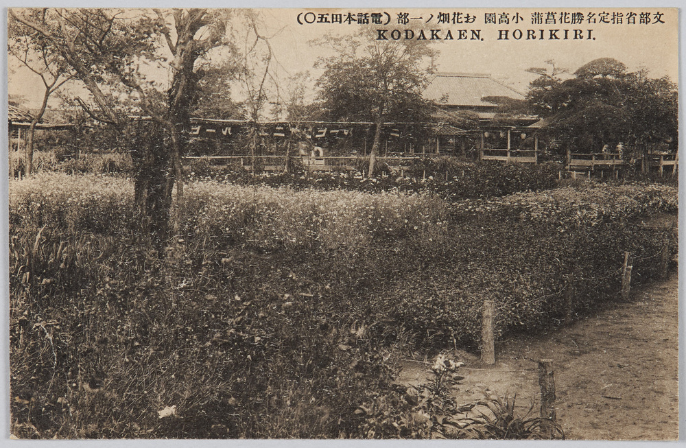 作品画像:文部省指定名勝花菖蒲 小高園 お花畑ノ一部