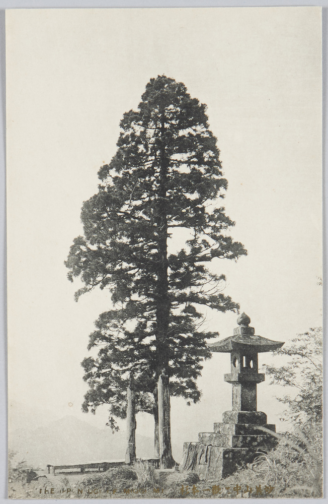 作品画像:妙義山中 嶽一本杉