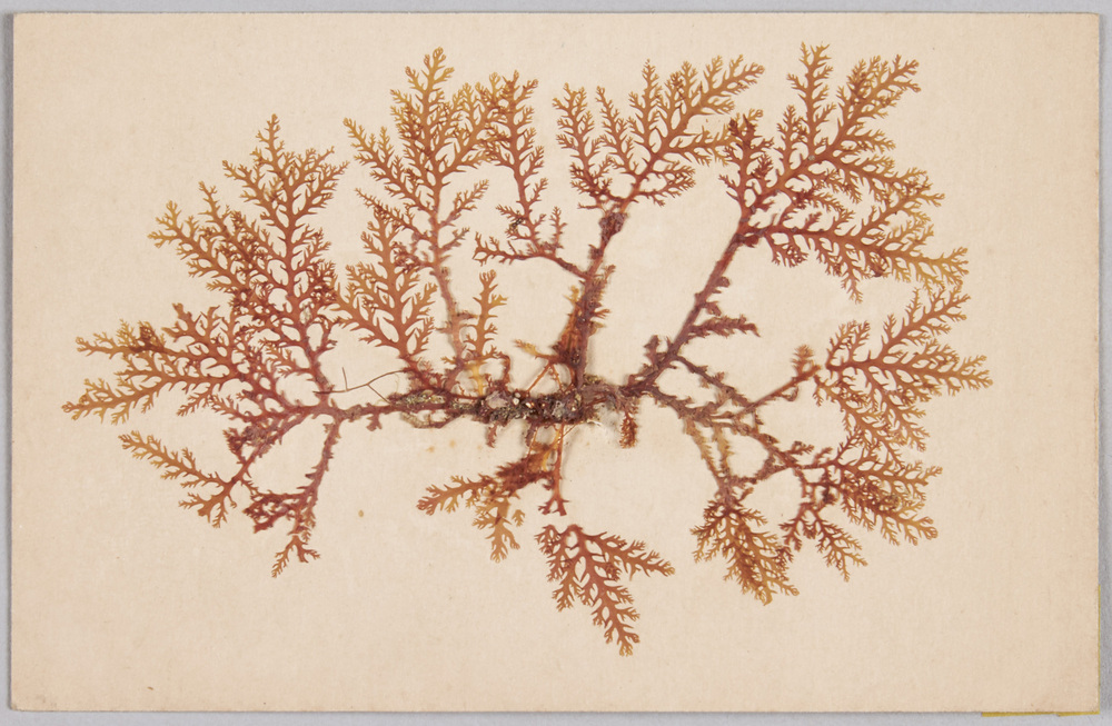 作品画像:海草 (標本貼付)
