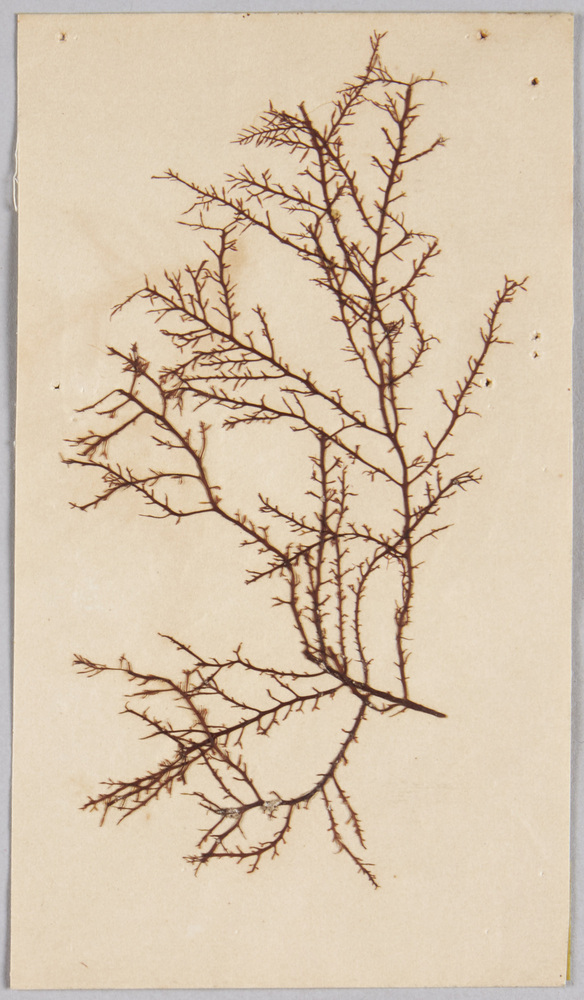 作品画像:海草 (標本貼付)