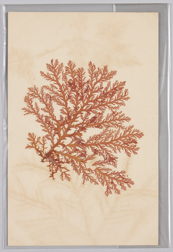 作品画像:海草 (標本貼付)